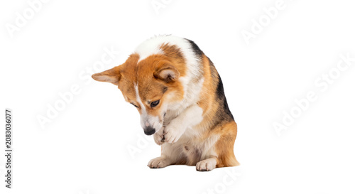 Pembroke Welsh Corgi sitting and licking its paw, transparent background, isolated cute corgi dog cut out