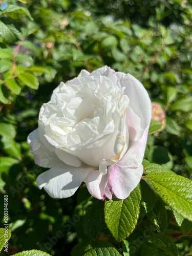 white rose in garden
