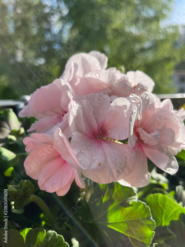 pink and white flowers
