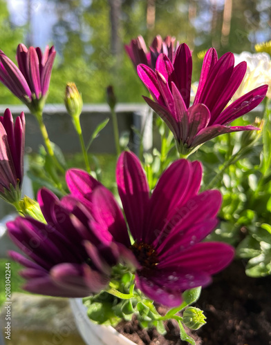 pink and purple flowers