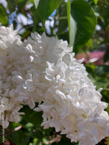white  flowers tree