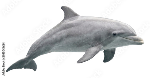 Fotografie Gray Dolphin Swimming