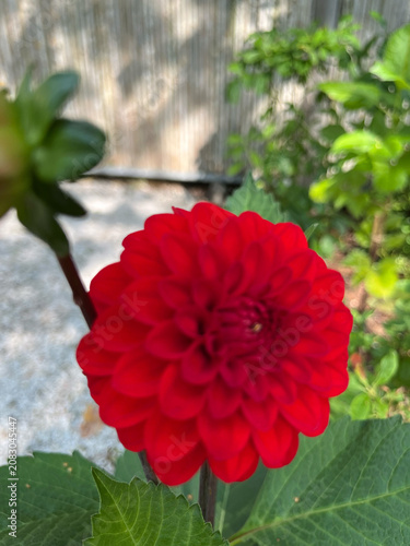 red dahlia flower