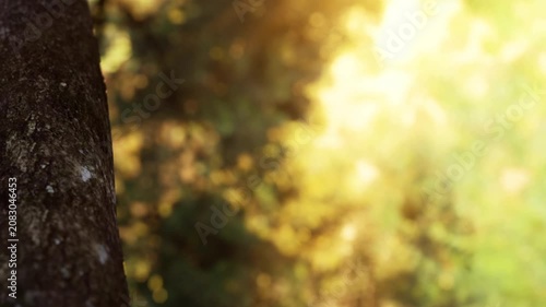 A close up view of a tree trunk shows rough texture and the sunlight shining through the leaves. The scene is filled with green from the surrounding trees.
