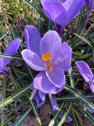 crocuses in the garden