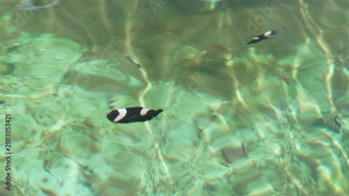 slow motion of saddleback clownfish or yellowfin anemonefish (Amphiprion polymnus) swimming in water