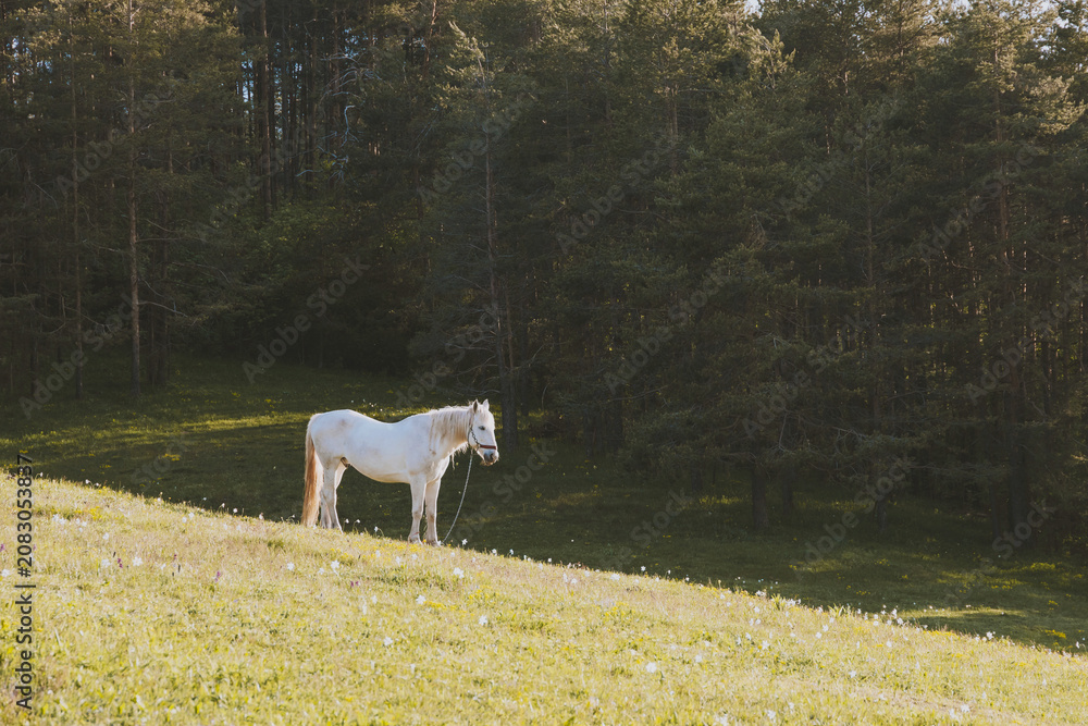Fototapeta premium White horse standing peacefully on a lush green mountain pasture with wildflowers and pine forest trees in the warm morning sun