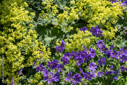 Cuadro en lienzo Alchemilla mollis and purple hardy geranium creating colorful perennial border