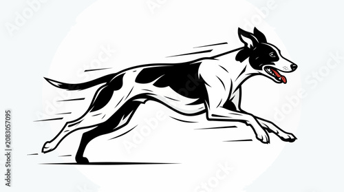 Fotografi A black and white dog runs quickly across the field outdoors.