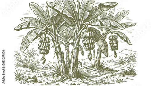 Banana trees with hanging fruit in tropical landscape, vintage engraving style.