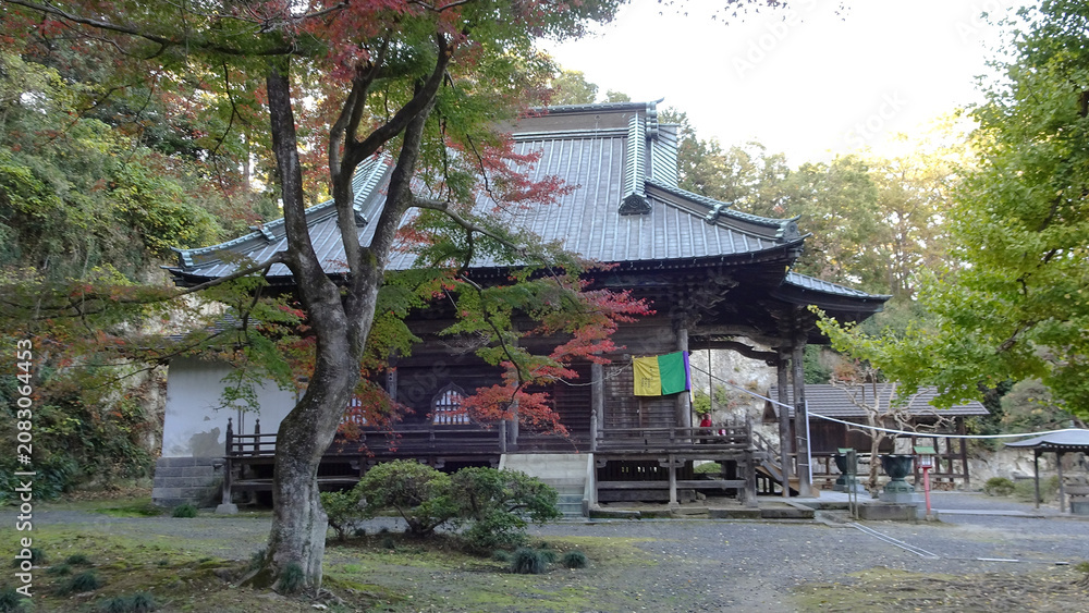 Fototapeta premium 日本：岩殿観音正法寺／紅葉するモミジと観音堂／埼玉県東松山市