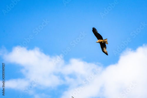 Konstfotografi With steady wings the raptor tilts into clear blue shaping a gentle arc