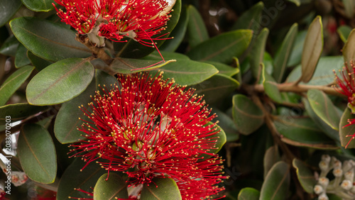 Foto Metrosideros excelsa in Full Bloom — New Zealand Christmas Tree Pōhutukawa Red F