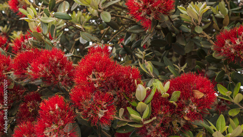 Tableau sur toile Metrosideros excelsa in Full Bloom — New Zealand Christmas Tree Pōhutukawa Red F