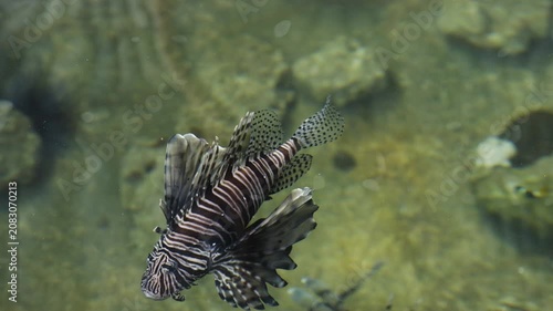 lionfish (Pterois miles) swimming in water