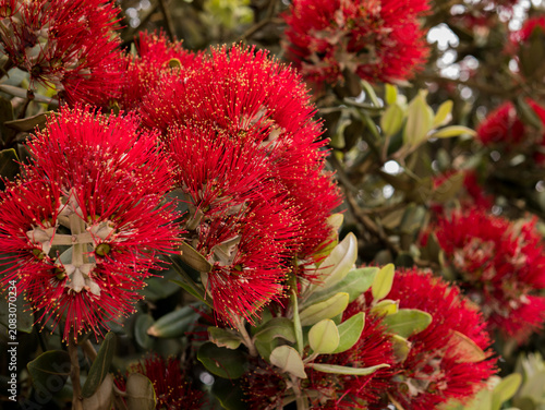 фотографія Metrosideros excelsa in Full Bloom — New Zealand Christmas Tree Pōhutukawa Red F