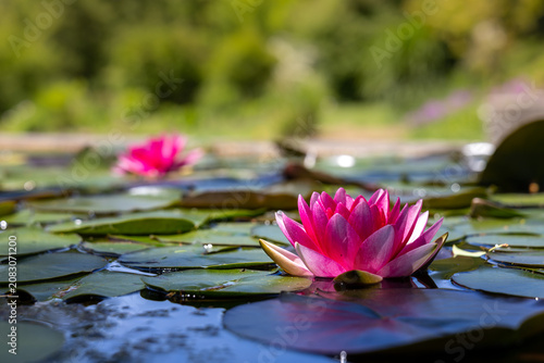 Obraz na płótnie Pink water lily blooming in ornamental garden pond