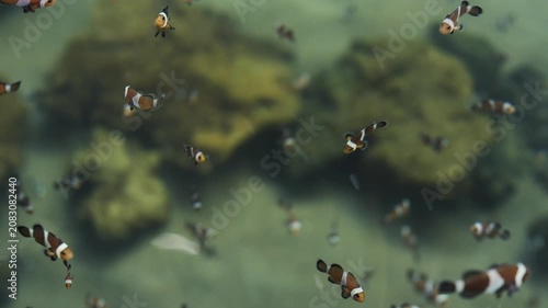 ocellaris clownfish or anemone fish swimming in water