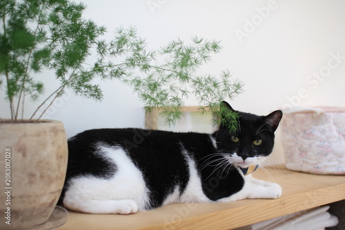 Obraz na plátně 테이블 위의 고양이