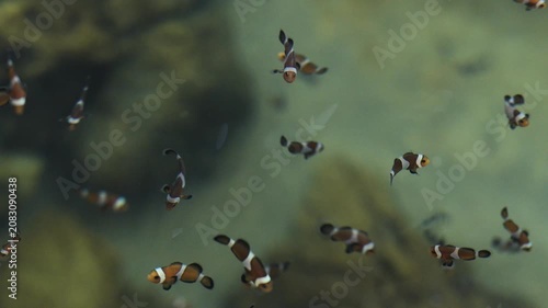 slow motion of ocellaris clownfish or anemone fish swimming in water