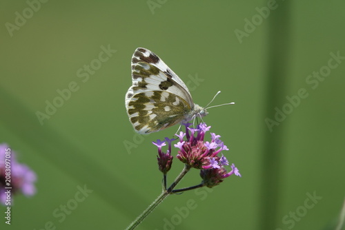the beautiful bath white butterfly (Pontia daplidice)