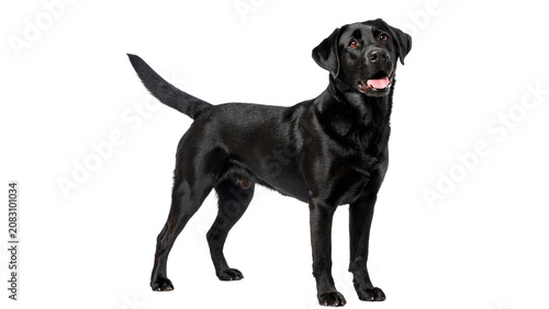 Фотография Black labrador retriever dog standing alert looking at camera isolated on transp