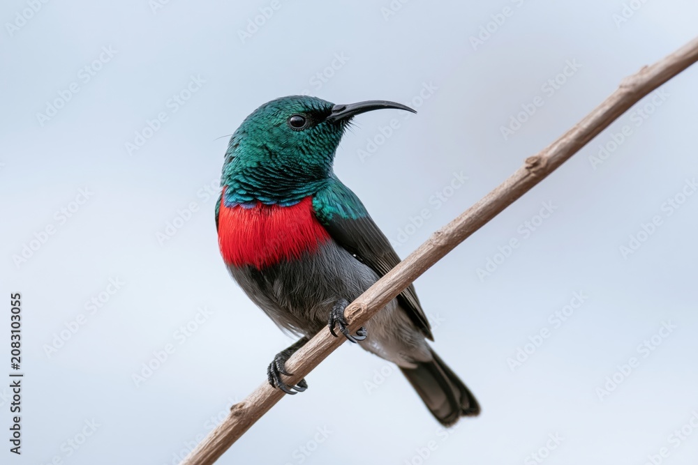 Fototapeta premium The Hummingbird on a Branch with Iridescent Emerald Green Feathers and Red Gorget