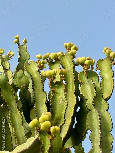 Minimalist view of a green cactus succulent reaching into a clear blue sky with a modern cream-coloured building in the background. Contemporary botanical image with clean lines, natural textures,