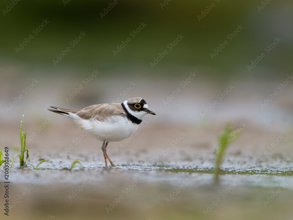 Obraz premium Little-ringed plover, Charadrius dubius