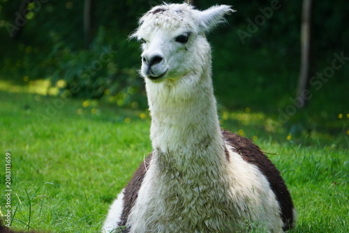 A white alpaca (Llama pacos) is lying in the grass of the South American Andes mountains.