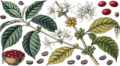 Billede på lærred Antique Coffea Arabica Botanical Engraving Vector Collection Vintage Coffee Plan