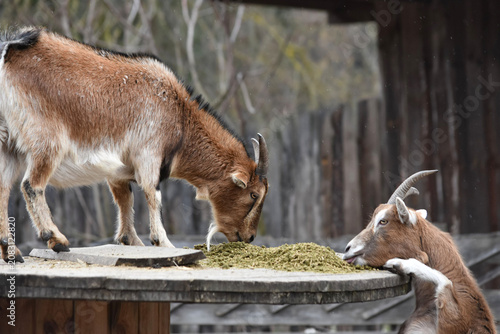 goats eating feed from a feeder

