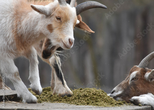 goats eating feed from a feeder

