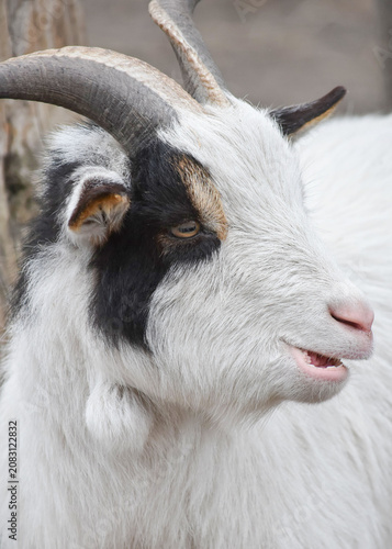 Portrait of a white goat with curved horns
