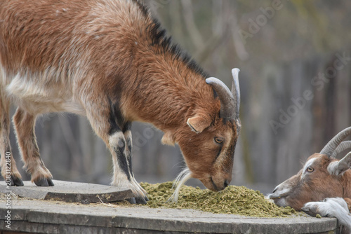 goats eating feed from a feeder

