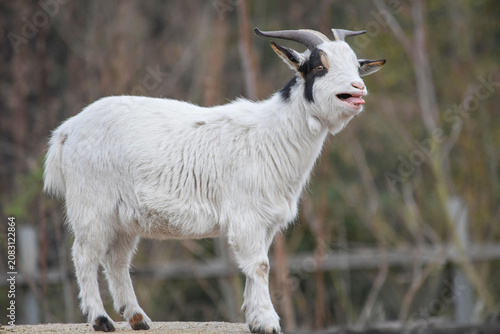 White goat bleating while standing outdoors


