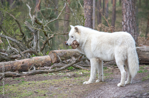 An Arctic wolf stands in the forest, holding a large bone in its jaws