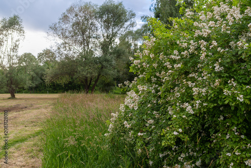 Photos White dog rose flowers bloom on a dense Rosa canina shrub beside tall meadow grass and leafy trees