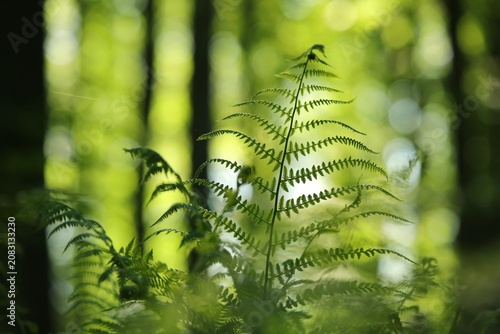 Fern in the forest on a sunny spring morning