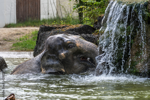 Tableau sur toile The Asian elephant, Elephas maximus also called Asiatic elephant bathing in a po