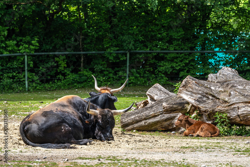 Tableau sur toile Family of Heck cattle, Bos primigenius taurus or aurochs in a German park