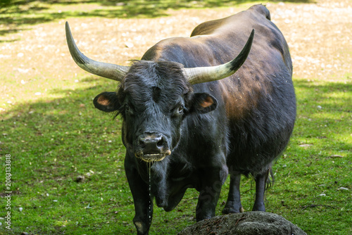 Konstfotografi Heck cattle, Bos primigenius taurus or aurochs in a German park