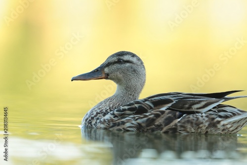 A mallard duck floats on the water in early summer