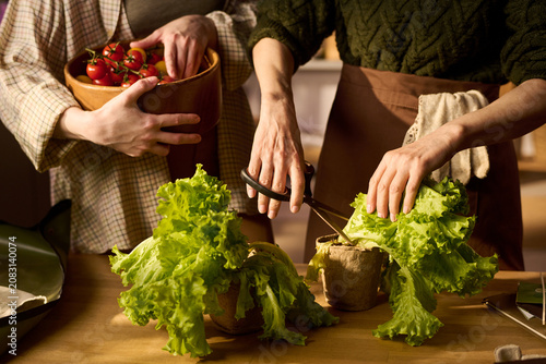 Quadro su tela Unknown women harvesting lettuce and holding tomatoes while preparing homegrown produce in kitchen, supporting organic food concept