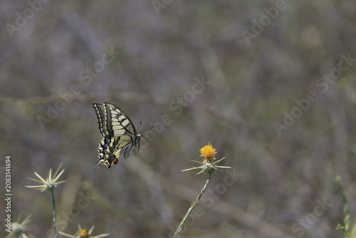 Colorful Butterfly Approaching Flower for Pollination
