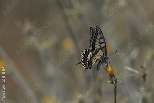 Colorful Butterfly Approaching Flower for Pollination