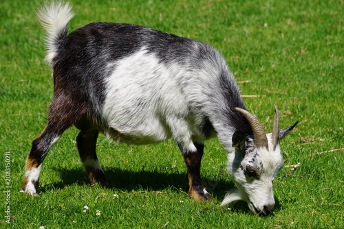 A black and white African pygmy goat, or American pygmy, grazing on a green meadow on a farm