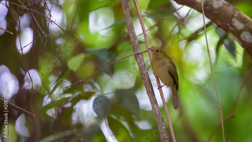 Fotografía Helmeted Manakin Female Perching on Branch in Brazilian Cerrado Forest