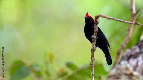 Foto Helmeted Manakin Male Perching on Bare Branch in Cerrado Woodland, Brazil