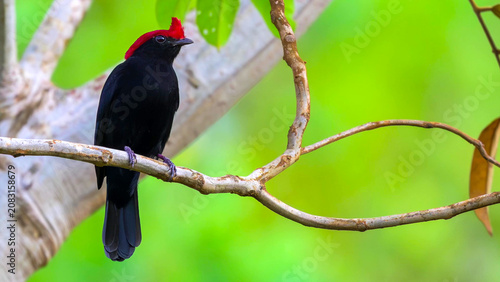 Foto Helmeted Manakin Perching on Branch in Brazilian Cerrado Woodland